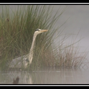 heron brouillard-border